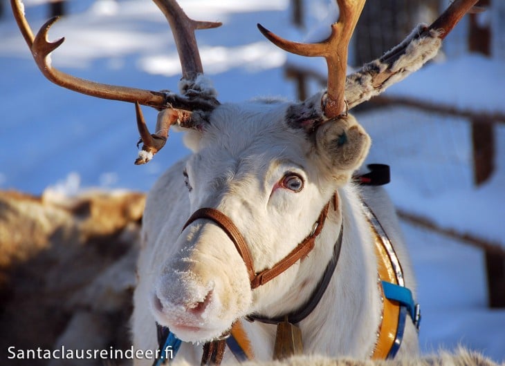 white-reindeer-with-blue-eyes-at-santa-claus-reindeer-in-rovaniemi-in-lapland-730x530.jpg