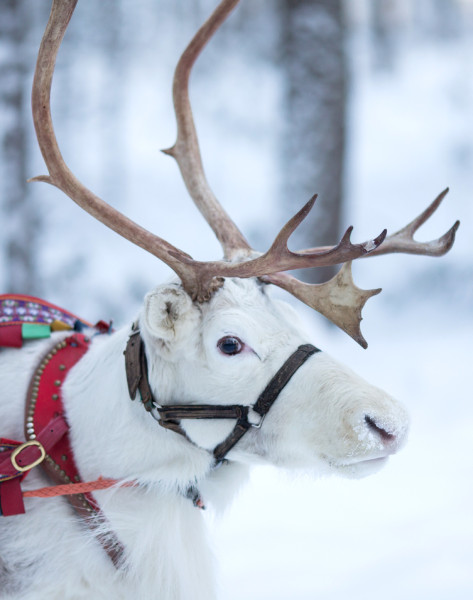 Un des rennes du Père Noël chez Santa Claus Reindeer Resort dans le Village du Père Noël à 