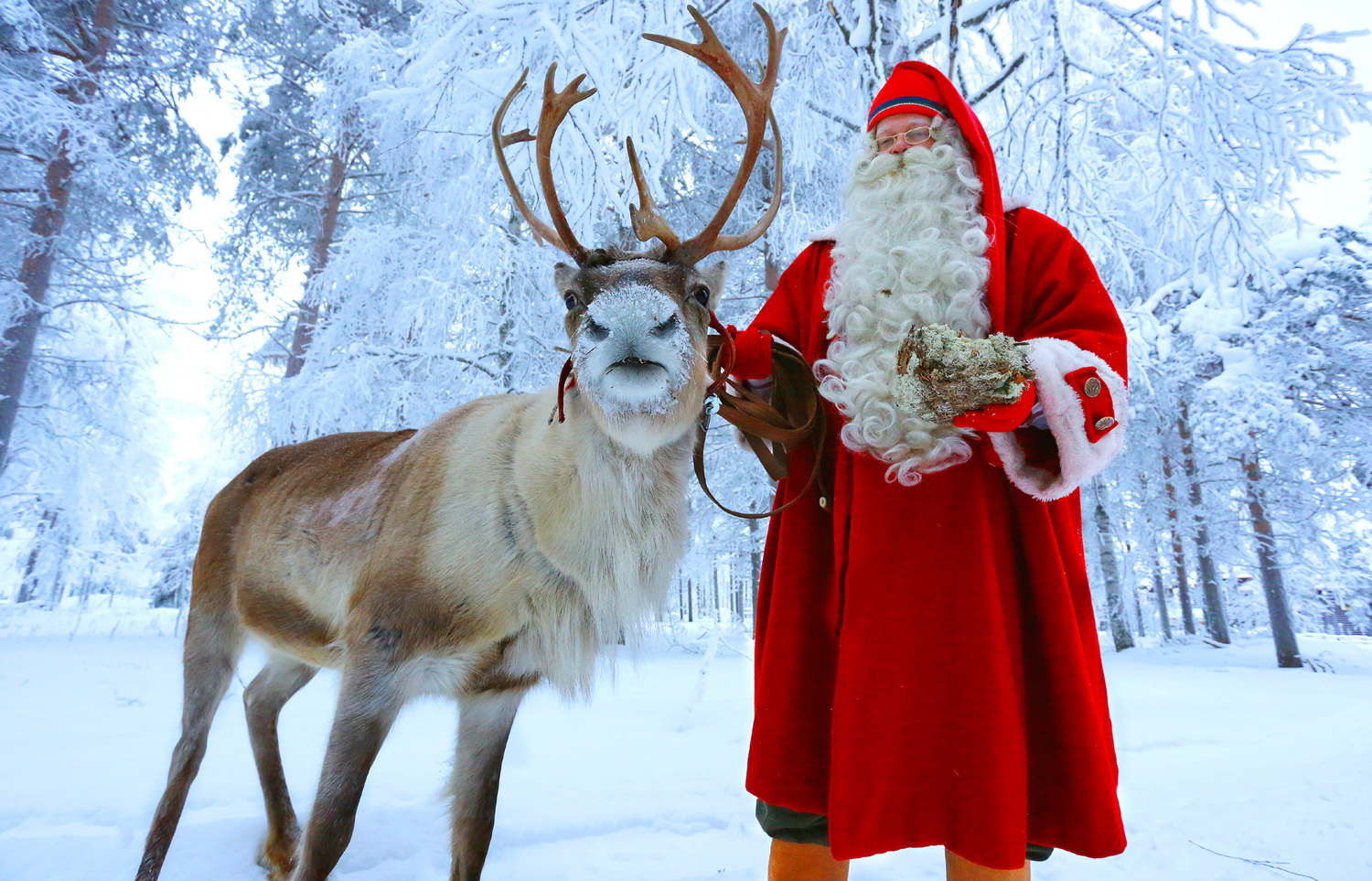Photo: Santa Claus Reindeer au Village du Père Noël dans le Cercle Polaire