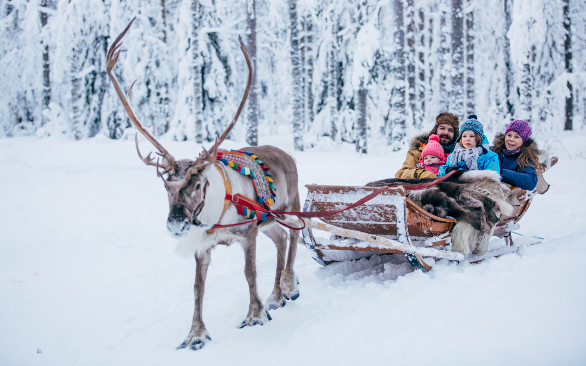 Immagini Di Babbo Natale Sulla Slitta.Escursioni Sulla Slitta Delle Renne A Rovaniemi In Lapponia Finlandia Santa Claus Reindeer
