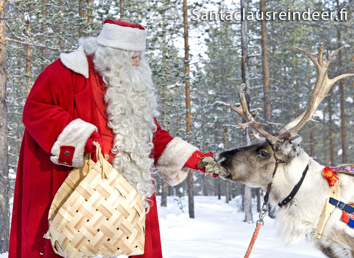 Foto Di Babbo Natale Con Le Renne.La Renna Di Babbo Natale Mangia Il Lichene Il Suo Cibo Preferito Santaclausreindeer Fi