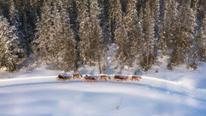 Paseos de renos en el Pueblo de Papá Noel en Rovaniemi Laponia