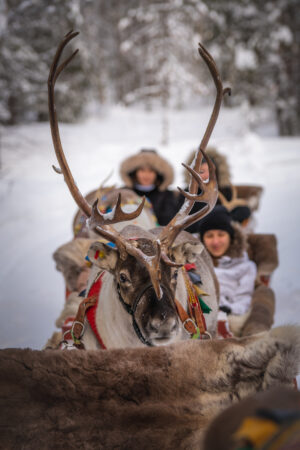 Reindeer ride in Santa Claus Village in Rovaniemi Lapalnd