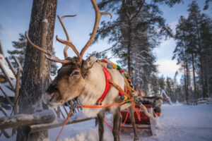 Reindeer waiting for travelers in Santa Claus Reindeer resort in Santa Claus Village