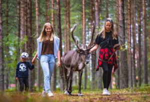 Reindeer walking in Santa Claus Village in summer
