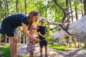Visite en été des rennes du Père Noël à Santa Claus Reindeer resort à Rovaniemi
