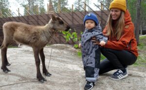 Visiting reindeer in autumn in Santa Claus Reindeer resort at the Arctic Circle