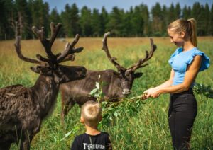 Visiting reindeer of Santa Claus in summer holidays