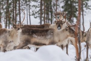 Curious reindeer in Porovaara Hill reindeer farm in Rovaniemi