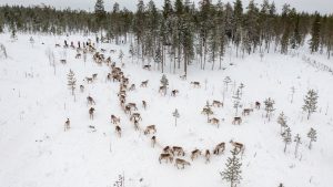 Fattoria di renne Porovaara Hill a Rovaniemi Lapponia