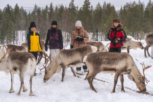 Feeding reindeer in Porovaara Hill reindeer farm in Rovaniemi