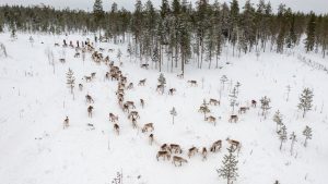 Porovaara Hill reindeer farm in Rovaniemi Lapland
