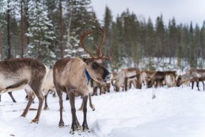 Reindeer in Porovaara Hill reindeer farm in Rovaniemi