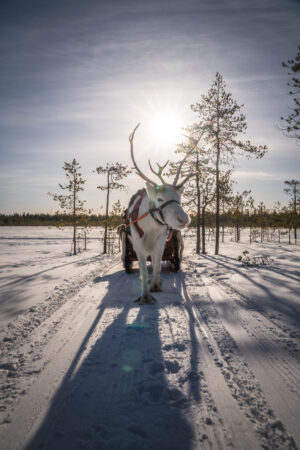 Reindeer safari in Santa Claus Reindeer resort in Rovaniemi, Lapland