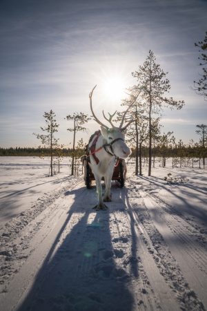 Safari de rennes à Porovaara Hill ferme de rennes à Rovaniemi