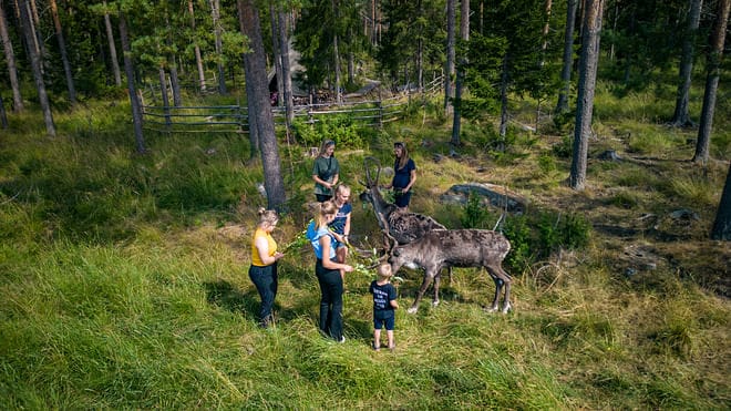 Santa Claus Reindeer - Meet Santa's reindeer on their summer holiday in Rovaniemi - 03 (EN) Santa Claus Reindeer summer experiences in nature in Rovaniemi, Finland