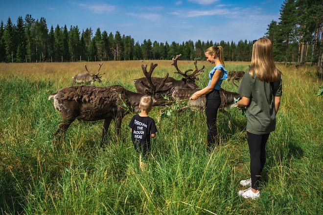 Visitors feeding reindeer in summer in Santa Claus Reindeer, Santa Claus Village, Rovaniemi, Finland