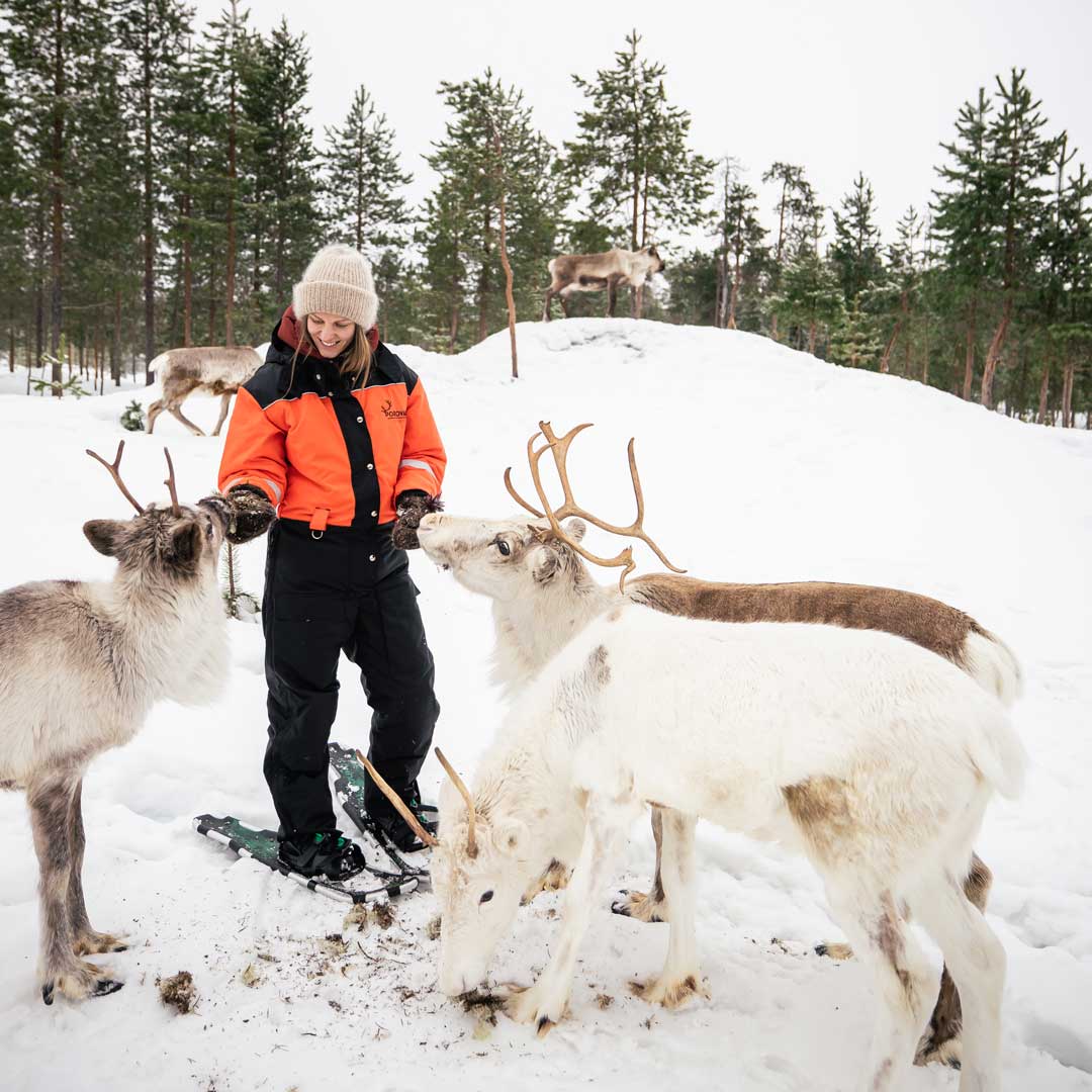 santa-claus-reindeer-our-reindeer-4