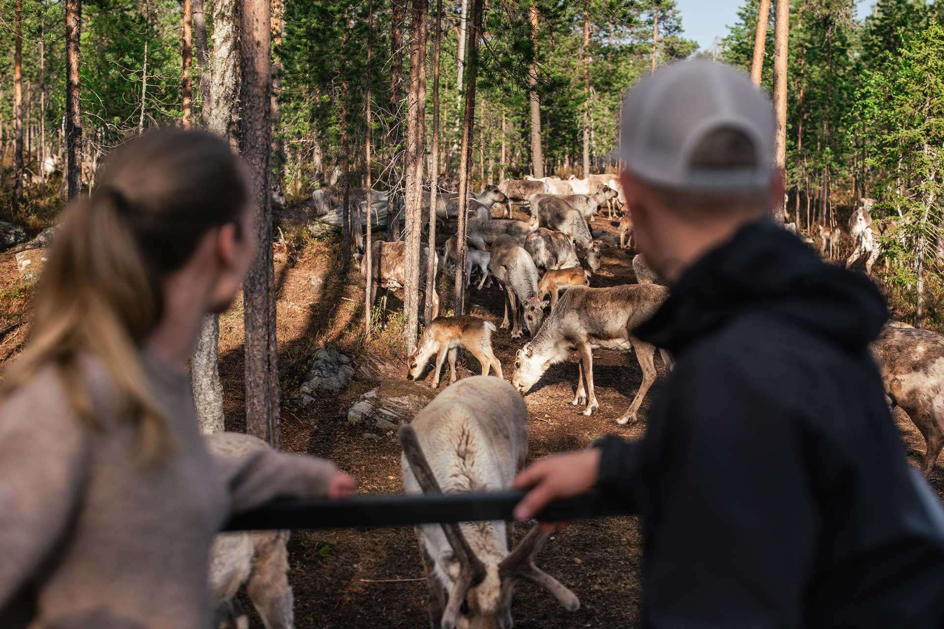 santa-claus-reindeer-our-reindeer-5 Santa Claus Reindeer – Reindeer farm, summer experiences / Kesäelämykset