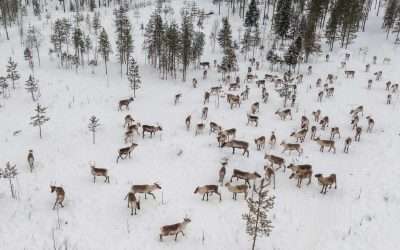 Reindeer Antlers – Fascinating Facts About Lapland’s Iconic Crown
