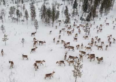 Reindeer Antlers – Fascinating Facts About Lapland’s Iconic Crown