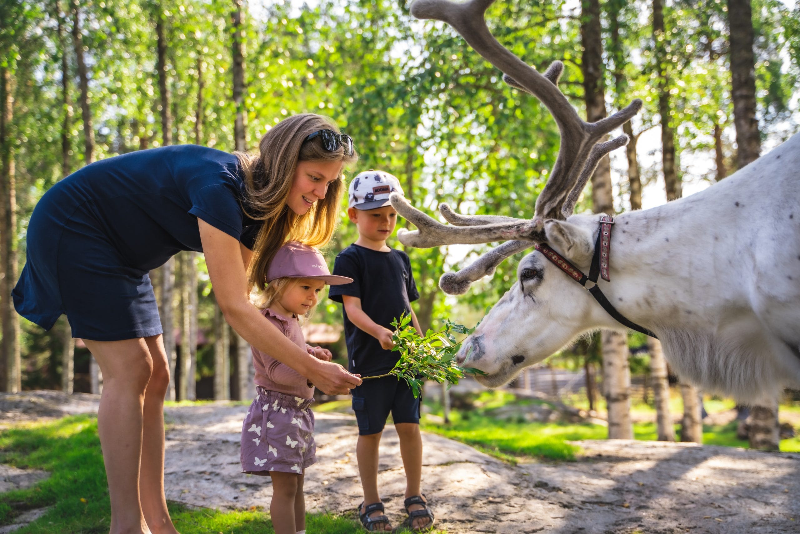 Meet reindeer in summer by Santa Claus Reindeer in Santa Claus Village, Arctic Circle Visitors feeding reindeer in summer in Santa Claus Reindeer, Santa Claus Village, Rovaniemi, Finland
