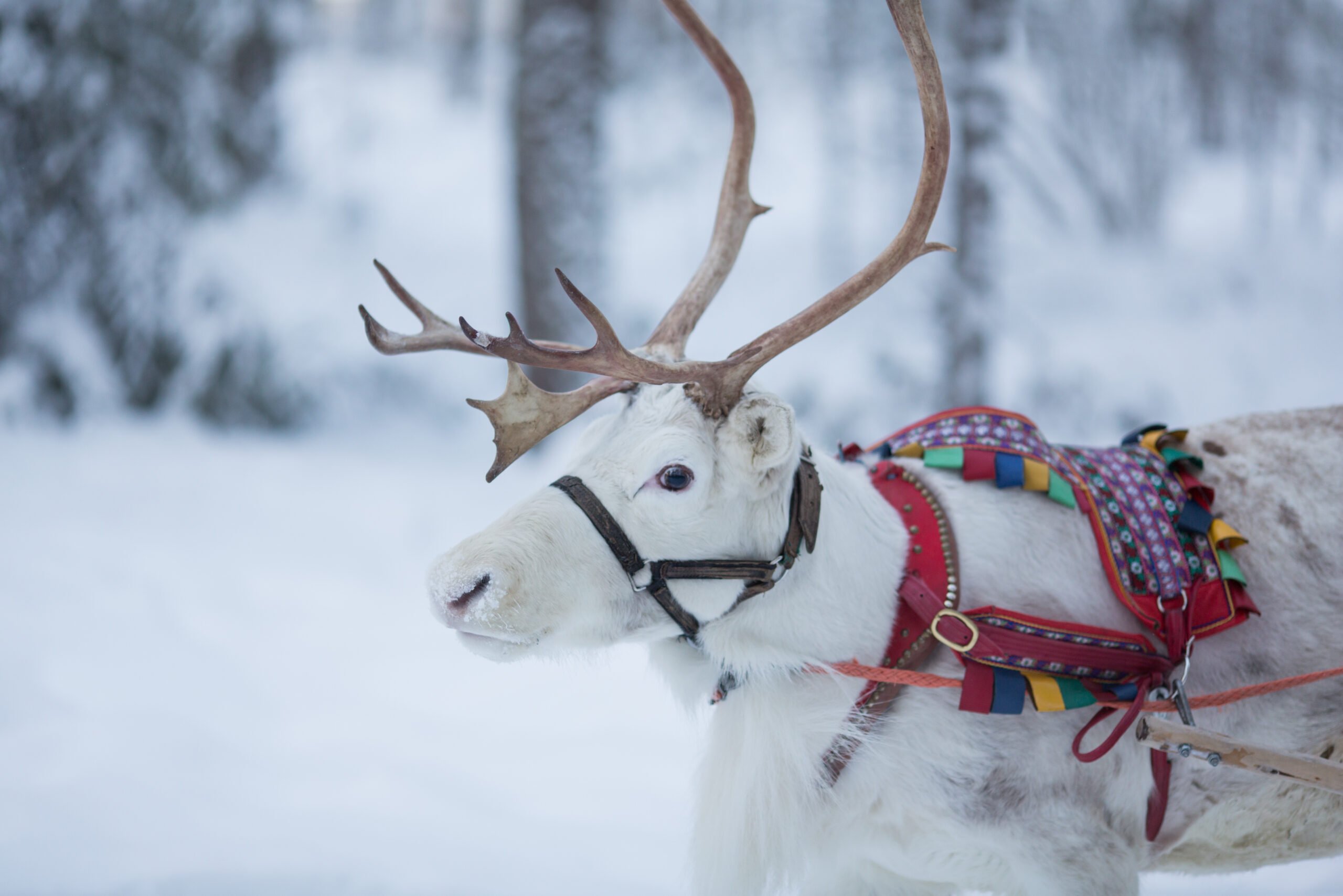 A reindeer in the winter wonderland reindeer in the winter wonderland of Lapland, Finland