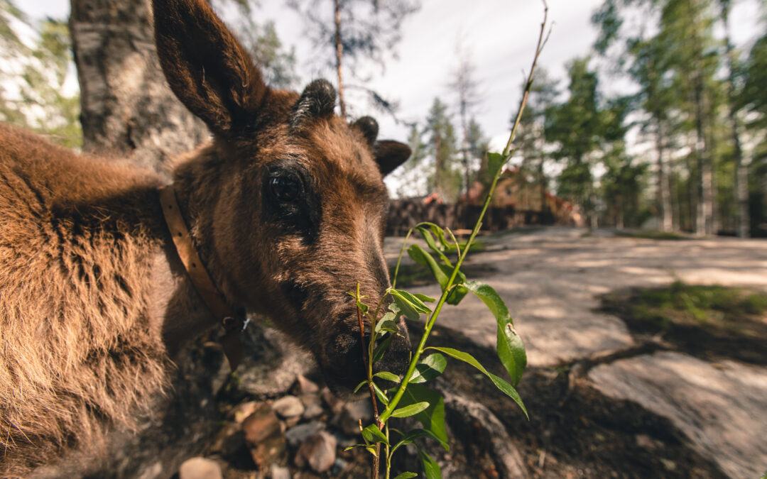 Learn About Our Reindeer