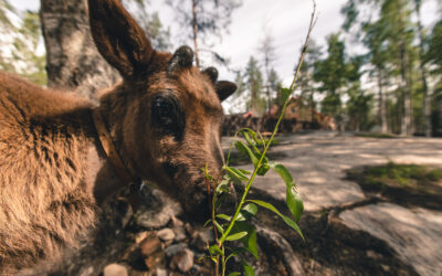 Learn About Our Reindeer