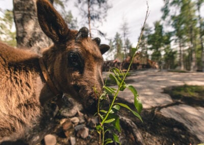 Learn About Our Reindeer