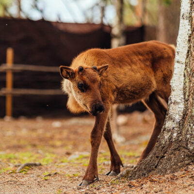 reindeer_calf_summer Small reindeer calf next to a tree