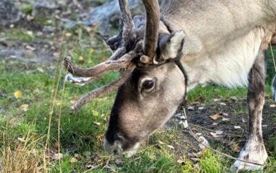 Reindeer Facts: Surprising Things You Didn’t Know About Reindeer