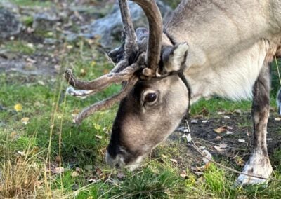 Reindeer Facts: Surprising Things You Didn’t Know About Reindeer