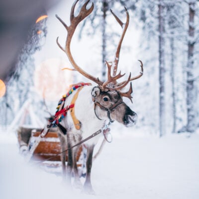 Reindeer pulling a sleigh in the forest of the Arctic Circle, Santa Claus Village, Rovaniemi