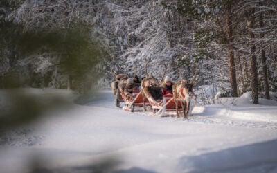 Reindeer Christmas Magic: Meet the Stars of Santa’s Sleigh Ride