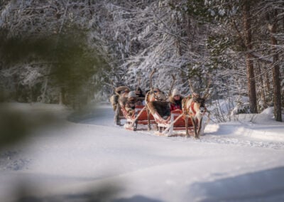 Reindeer Christmas Magic: Meet the Stars of Santa’s Sleigh Ride