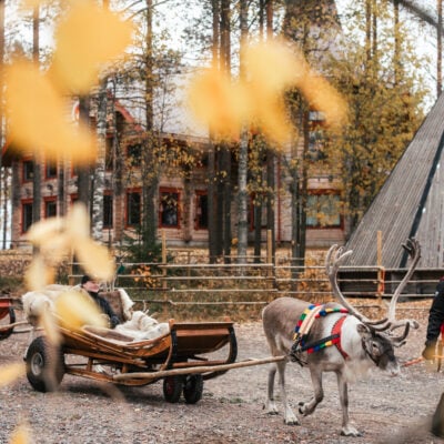 Reindeer on wheels during autumn