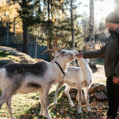 Santa Claus Reindeer during Autumn