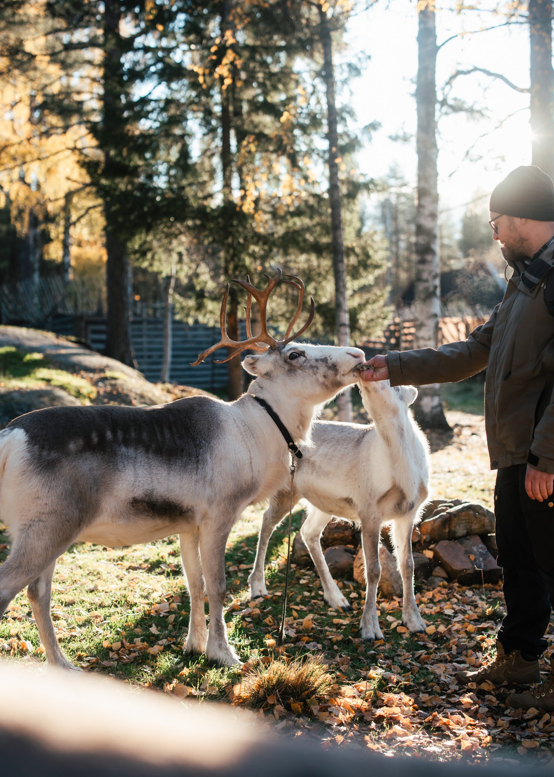 Santa Claus Reindeer during Autumn