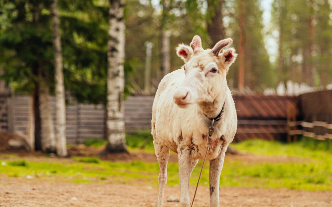 Reindeer in summer in Lapland