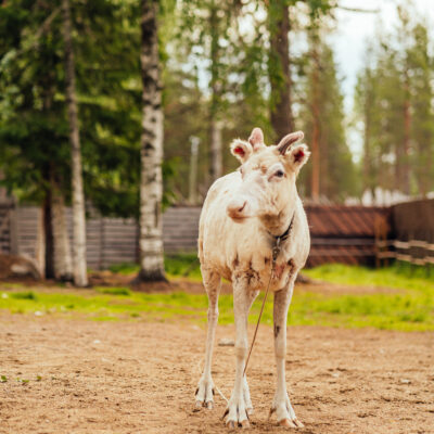 Reindeer in summer in Lapland
