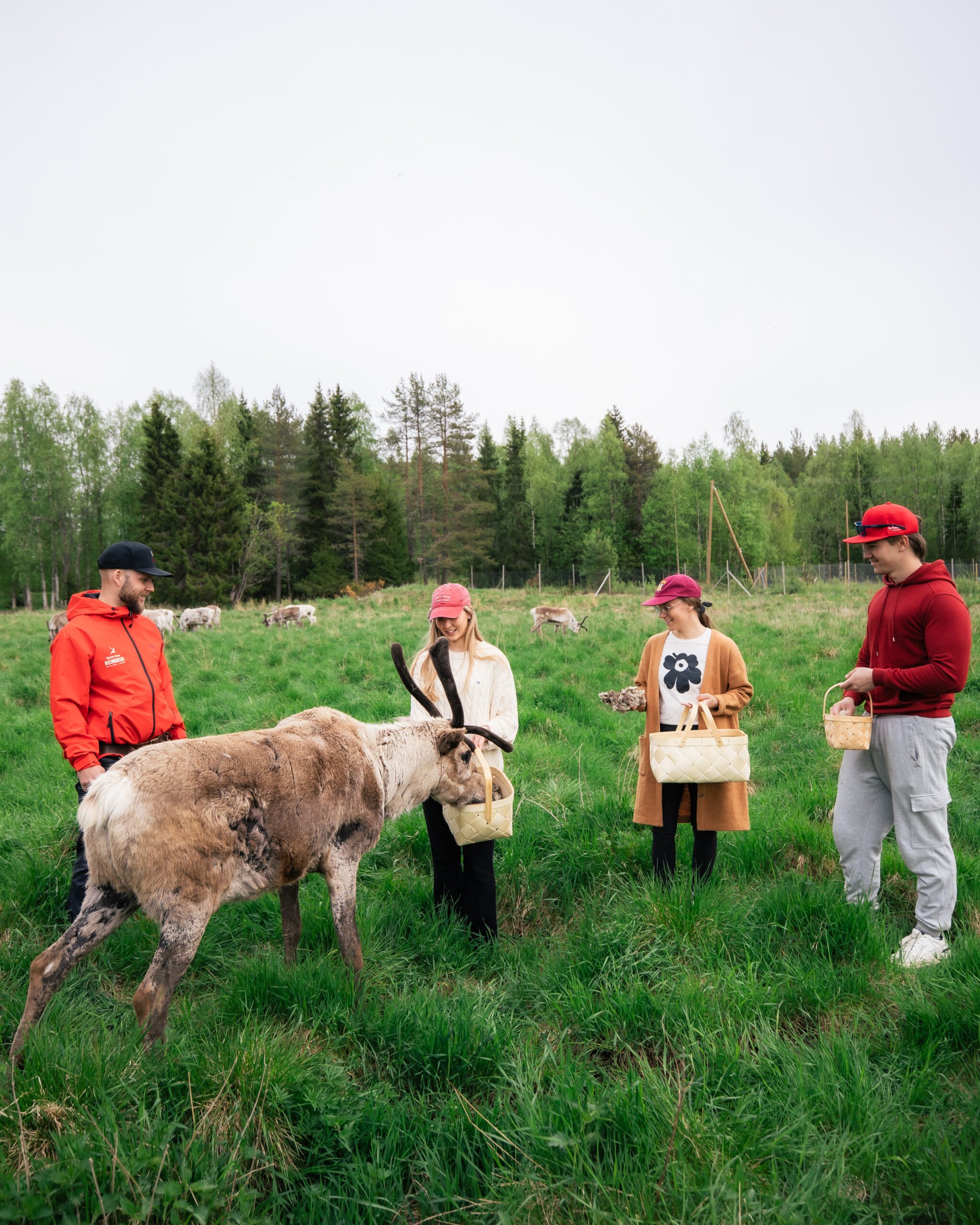 Live the life of a reindeer herder, half day at the Arctic by Sant Claus Reindeer in Rovaniemi, Lapland, Finland People surrounding a reindeer