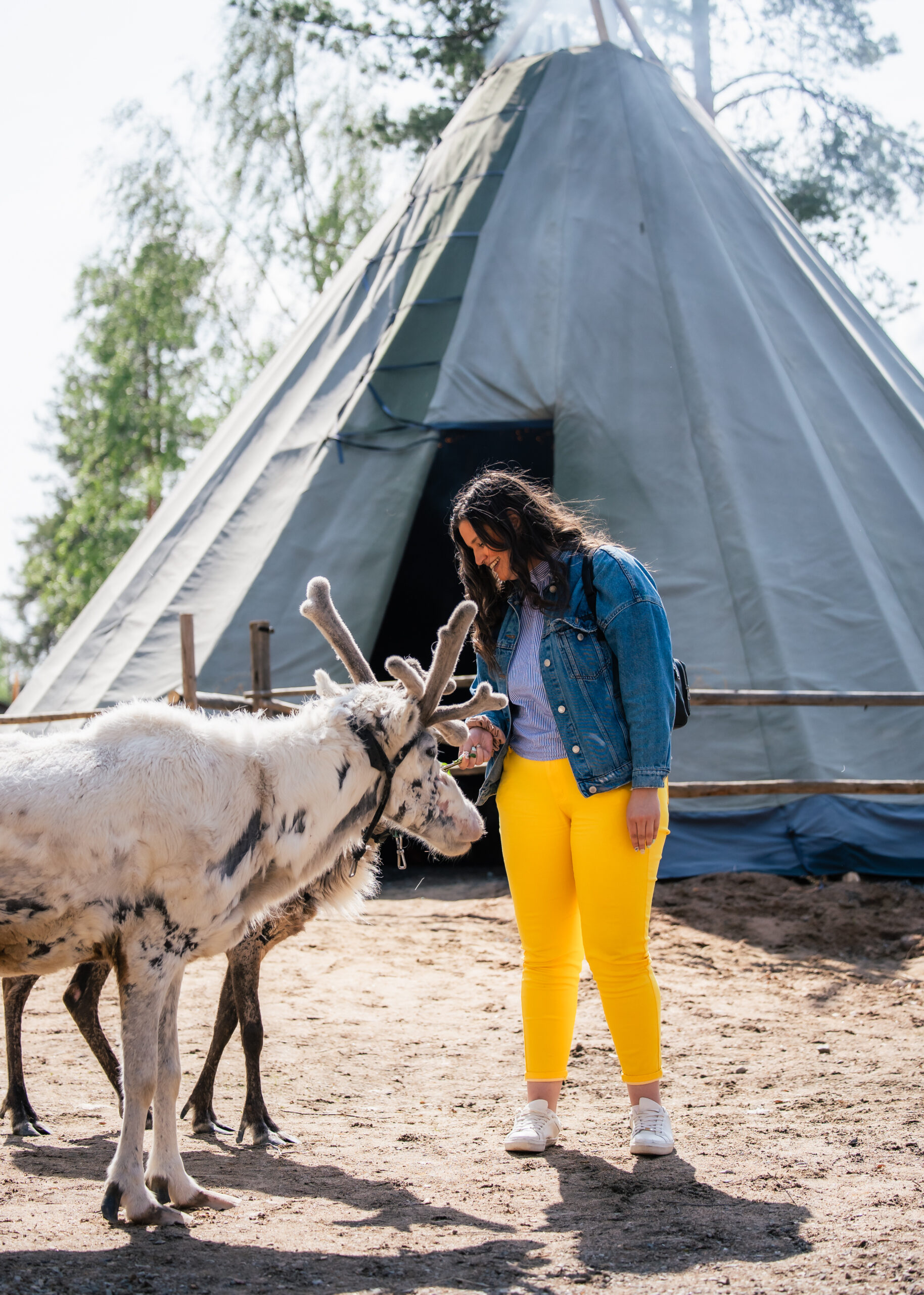 Santa Claus Summer Magic 10 by Santa Claus Reindeer in Rovaniemi, Lapland, Finland Solo traveler in Santa Claus Reindeer fence during summer