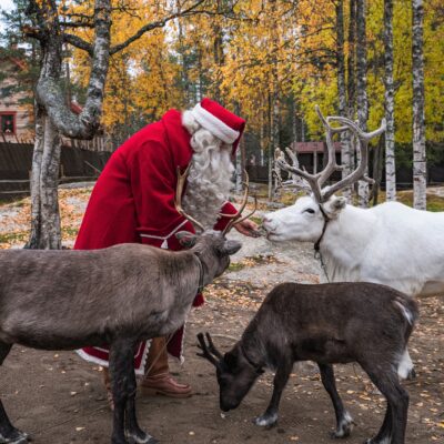 Santa Claus is feeding reindeer at Santa Claus Reindeer