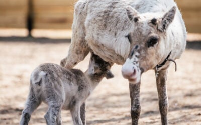 Reindeer Calves in Lapland: Baby Reindeer in the Arctic Summer