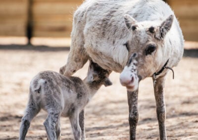 Reindeer Calves in Lapland: Baby Reindeer in the Arctic Summer