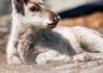 Taava, the reindeer calf