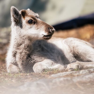 Taava, il cucciolo di renna