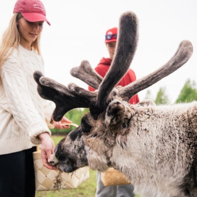 Reindeer feeding