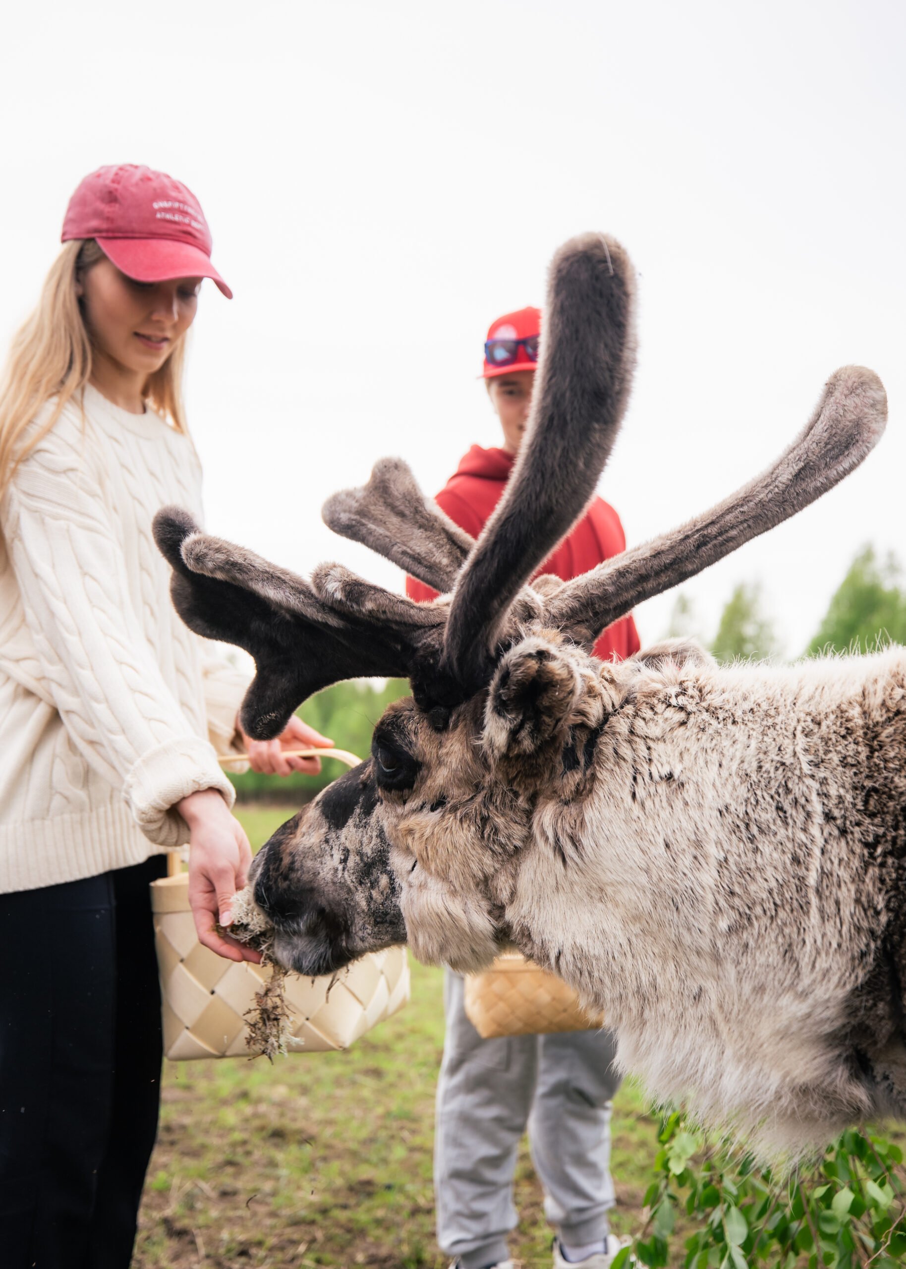 Reindeer feeding